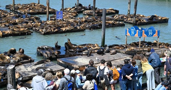 Ponad 1000 lwów morskich zgromadziło się na nabrzeżu San Francisco. Robią tak co roku, ale tegoroczne stado jest największe od 15 lat. 