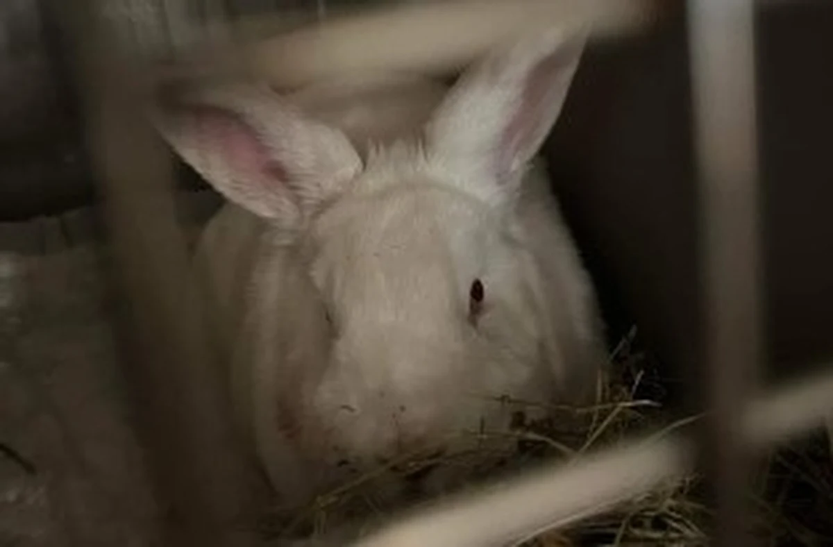 ​Był przetrzymywany bez pożywienia, wody i dostępu do światła. Chodzi o królika z jednej z posesji na terenie gminy Tczów (Mazowieckie). Pomogła natychmiastowa reakcja przedstawicieli Stowarzyszenia "Pies z kotem".