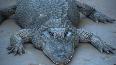 Martwy aligator na drodze. Nietypowa sytuacja w Luizjanie  