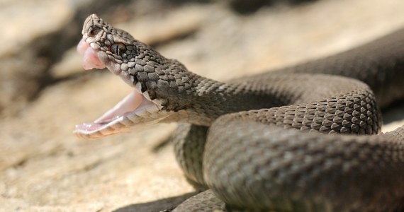 ​W Chorwacji mnożą się niebezpieczne i wyjątkowo duże węże. Miejscowi są zaniepokojeni plagą gadów - pisze w piątek dziennik "Slobodna Dalmacija".