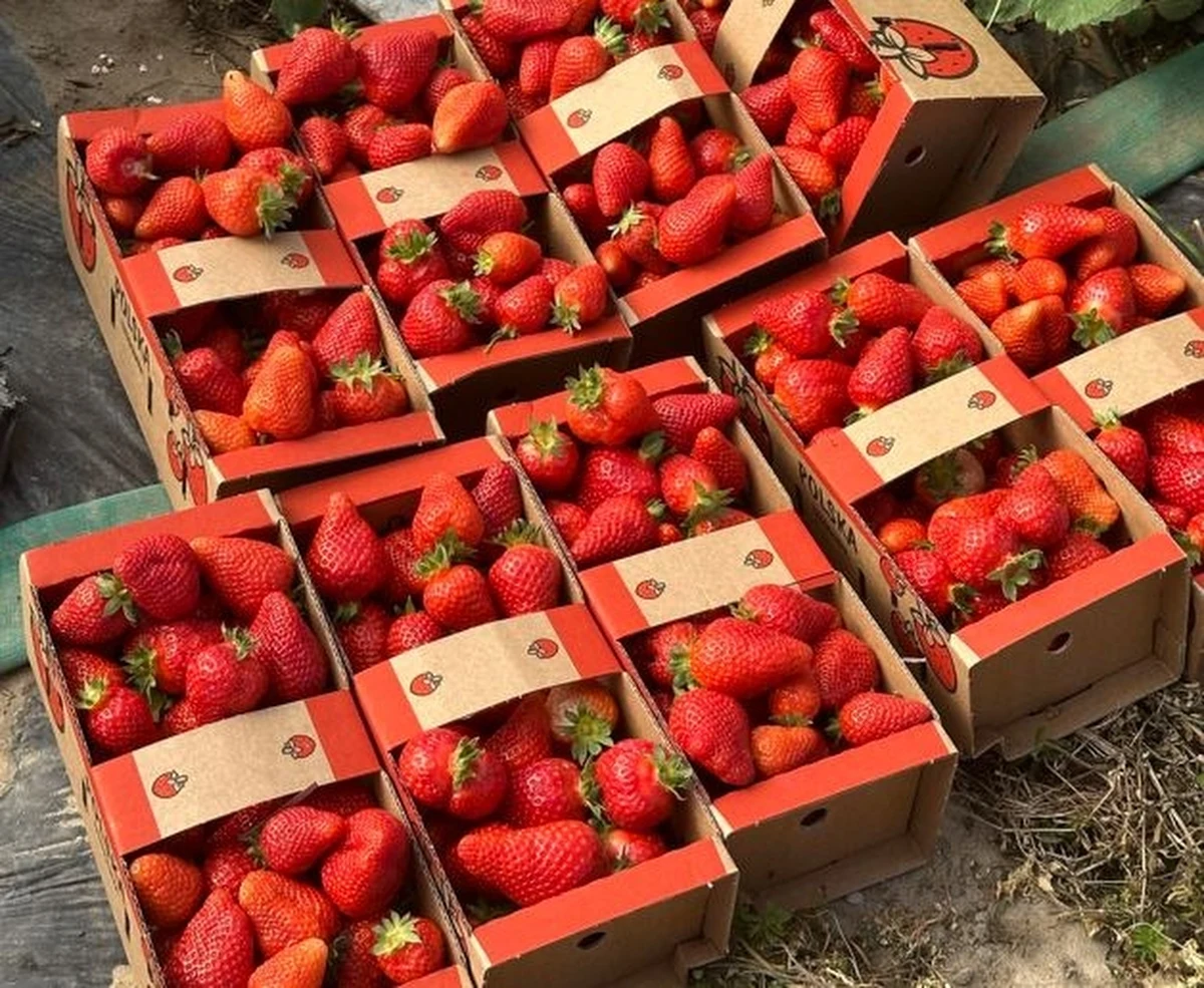 Sezon zbiorów polskiej truskawki z upraw tunelowych został otwarty. W świątecznych Faktach RMF FM odwiedzamy dzisiaj plantację tych owoców w miejscowości Baranów, niemal na granicy województw lubelskiego i mazowieckiego. 