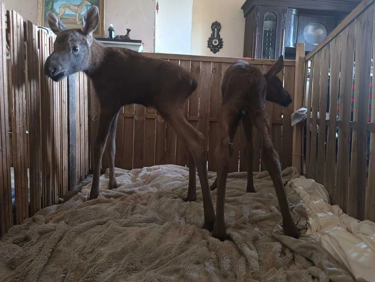 Policjanci z Nowego Dworu Mazowieckiego stanęli przed niecodziennym wyzwaniem. Po zderzeniu auta osobowego z ciężarną klępą w Popowie Borowym na świat przyszły dwa łoszaki. 