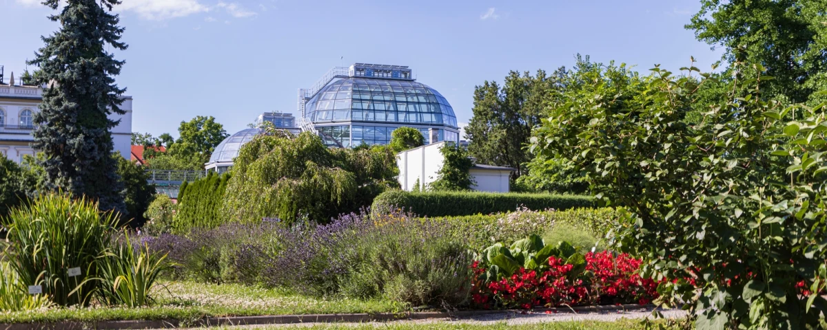 ​Najstarszy ogród botaniczny w Polsce - ogród Uniwersytetu Jagiellońskiego w Krakowie - otrzyma prawie 6,7 mln zł dofinansowania z Departamentu Funduszy Europejskich małopolskiego urzędu marszałkowskiego na odbudowę oranżerii.
