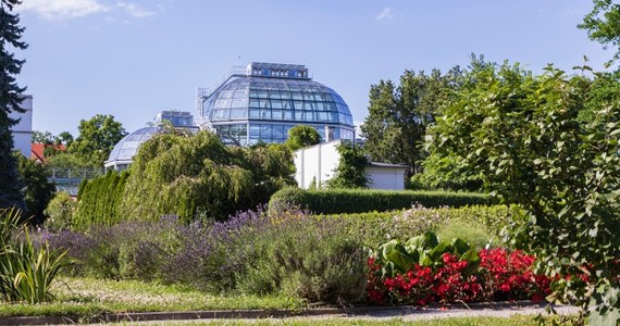 ​Najstarszy ogród botaniczny w Polsce - ogród Uniwersytetu Jagiellońskiego w Krakowie - otrzyma prawie 6,7 mln zł dofinansowania z Departamentu Funduszy Europejskich małopolskiego urzędu marszałkowskiego na odbudowę oranżerii.