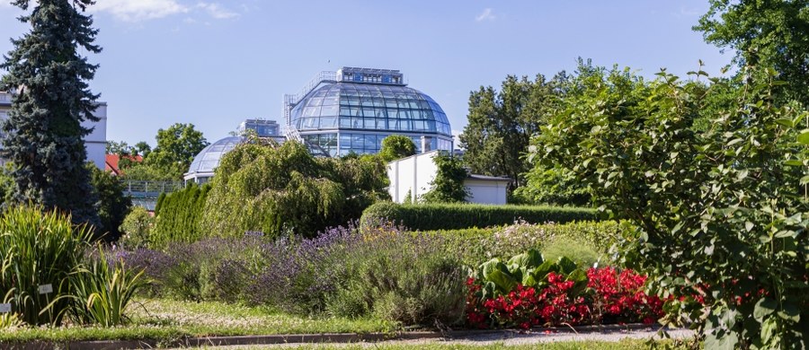 ​Najstarszy ogród botaniczny w Polsce - ogród Uniwersytetu Jagiellońskiego w Krakowie - otrzyma prawie 6,7 mln zł dofinansowania z Departamentu Funduszy Europejskich małopolskiego urzędu marszałkowskiego na odbudowę oranżerii.