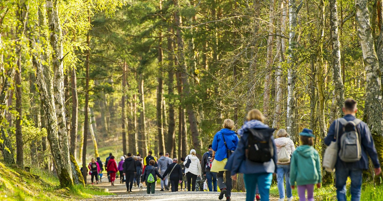  Niebezpiecznie w lasach. NFZ ostrzega, powstała mapa