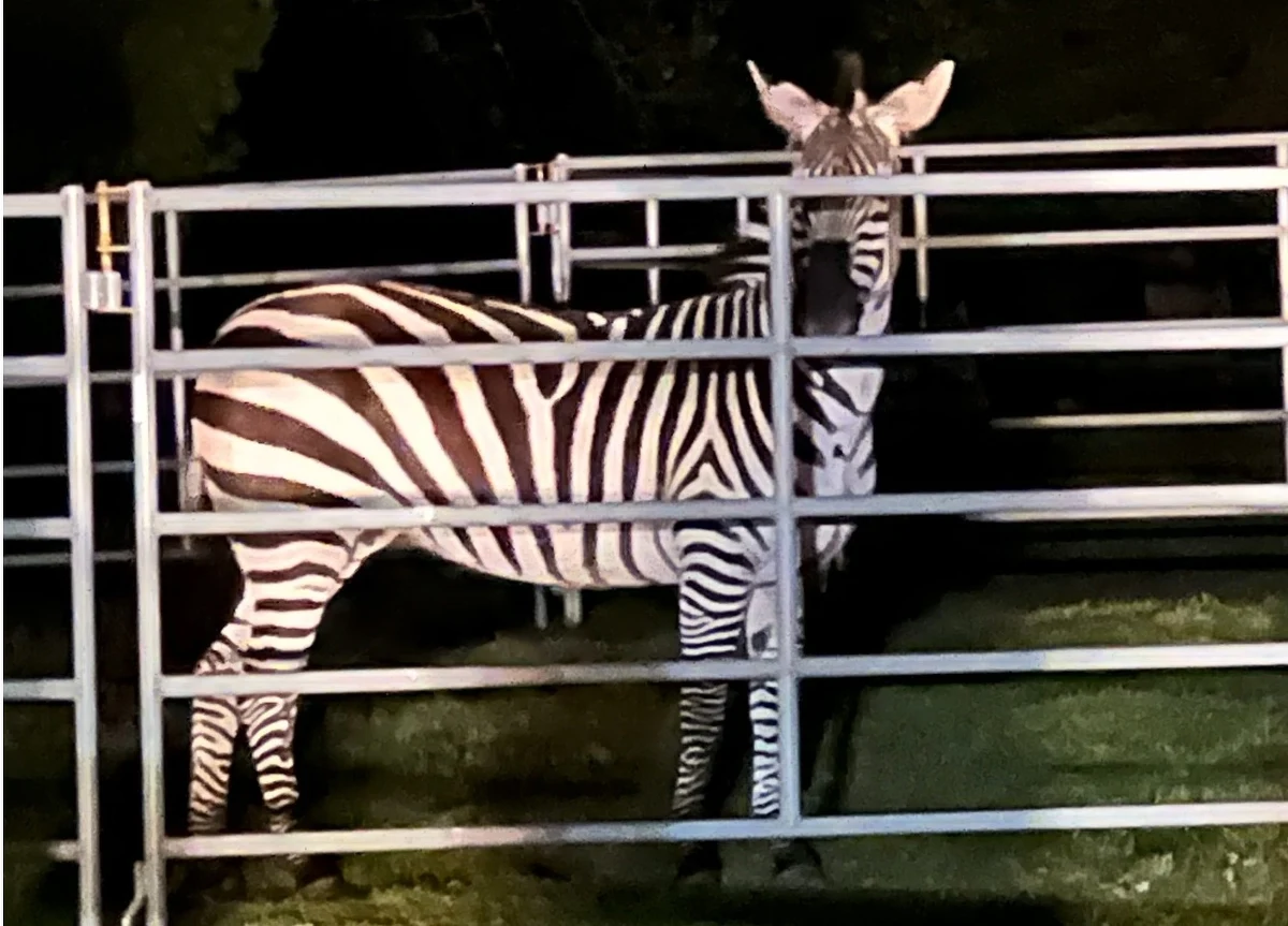 Wielkie poszukiwania w stanie Waszyngton w USA zakończone. Zebra, która niespełna tydzień temu uciekła z transportu do ogrodu zoologicznego, została złapana. 