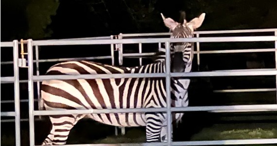 Wielkie poszukiwania w stanie Waszyngton w USA zakończone. Zebra, która niespełna tydzień temu uciekła z transportu do ogrodu zoologicznego, została złapana. 
