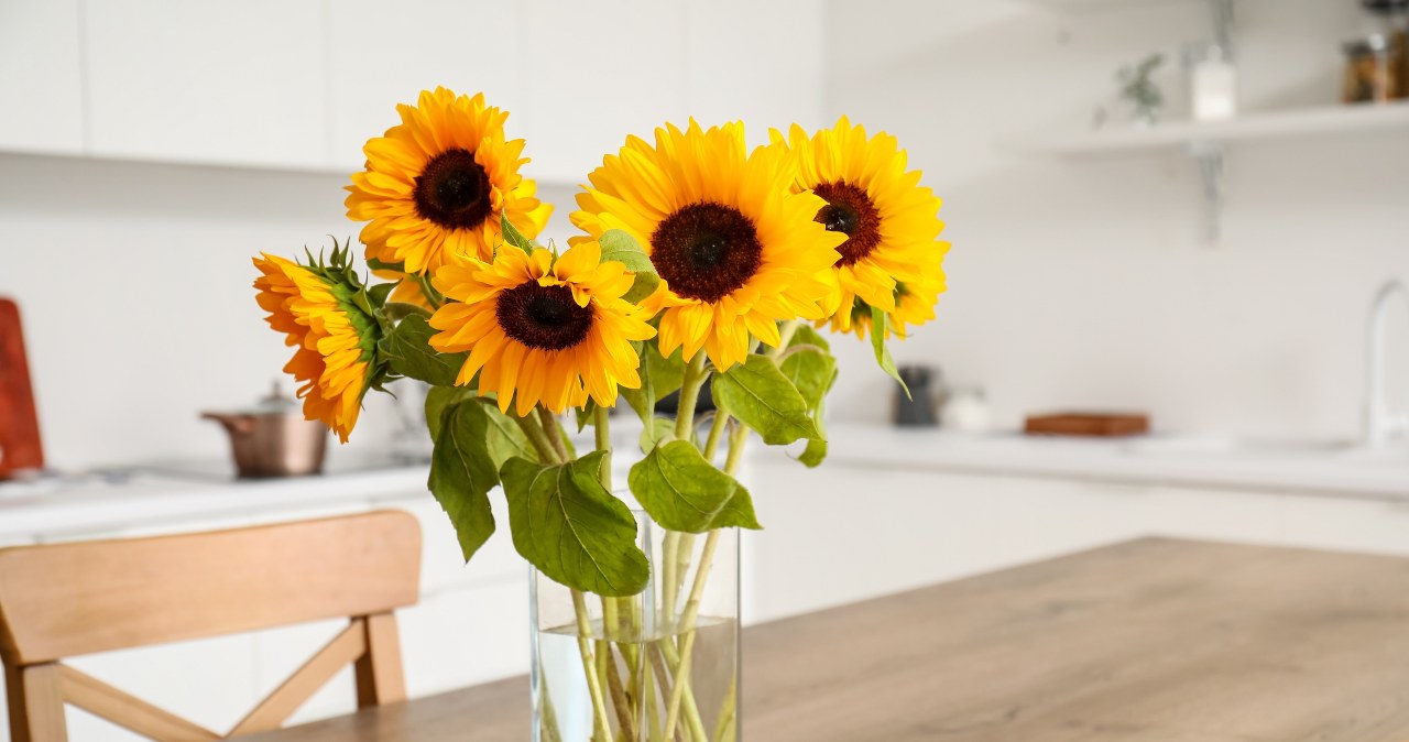 Słoneczniki nie zwiędną przez wiele tygodni. Wystarczy, iż przed włożeniem do wazonu zrobisz to