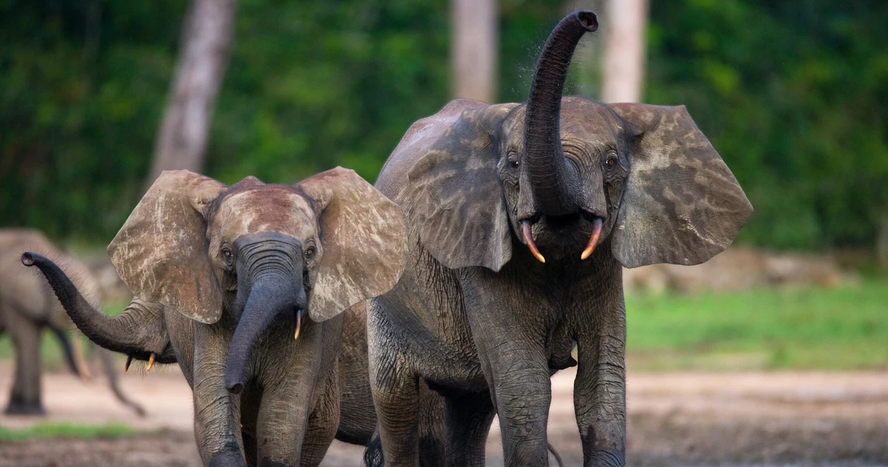  Wiedza o słoniach legła w gruzach. Kluczowe odkrycie w Afryce