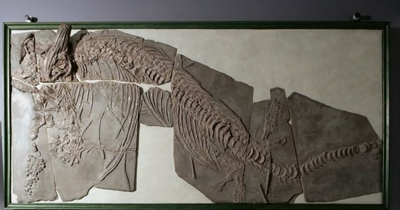 ​Dwie blisko trzymetrowej długości płyty z jurajskimi skamieniałościami sprzed 180 milionów lat wzbogaciły zbiory Centrum Edukacji Przyrodniczej Uniwersytetu Jagiellońskiego w Krakowie.