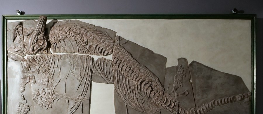 ​Dwie blisko trzymetrowej długości płyty z jurajskimi skamieniałościami sprzed 180 milionów lat wzbogaciły zbiory Centrum Edukacji Przyrodniczej Uniwersytetu Jagiellońskiego w Krakowie.