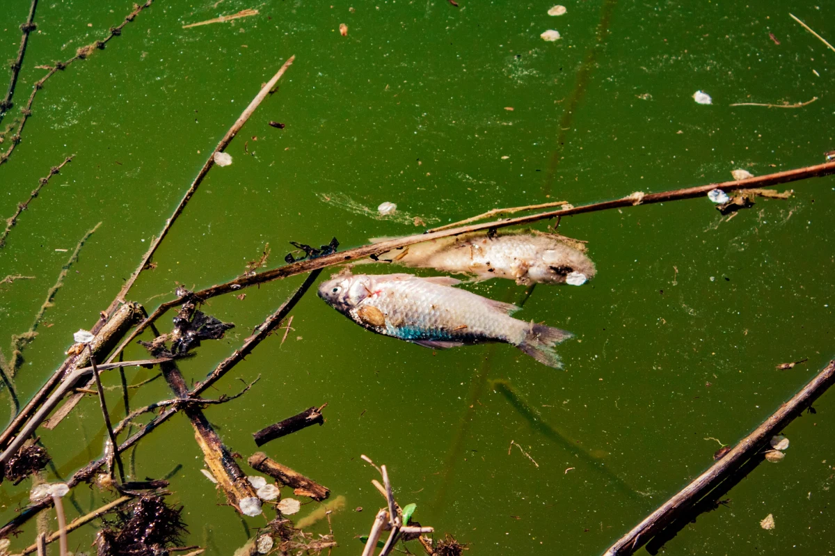 Od 29 kwietnia na opolskim odcinku Kanału Gliwickiego wyłowiono prawie półtorej tony martwych ryb - taką informacje przekazało biuro prasowe wojewody opolskiego. Służby prowadzą monitoring wód m.in. pod kątem zakwitu złotej algi.