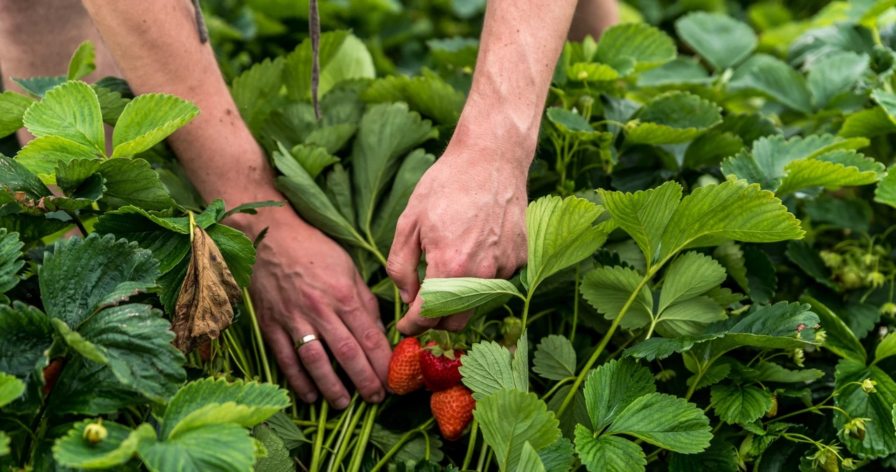  Ogrodnicy wykonują te czynności co roku. Zbierają truskawki w kilogramach