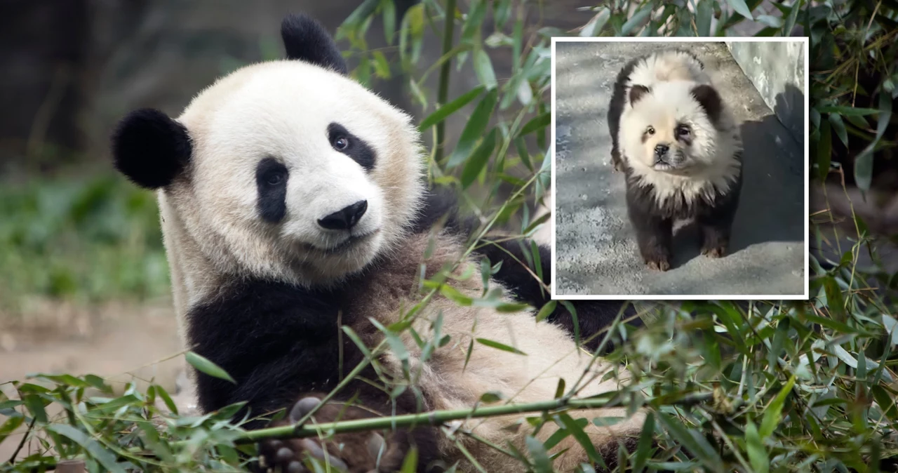  Pomalowali psy w zoo, żeby wyglądały jak pandy. W sieci zawrzało