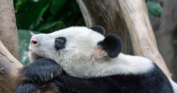 Na niecodzienny pomysł wpadł właściciel zoo w Chinach, aby przyciągnąć więcej odwiedzających. W ogrodzie brakowało pand, dlatego pracownicy postanowili wystylizować psy w taki sposób, by wyglądały jak pandy. Zwierzęta zostały umieszczone w specjalnym wybiegu. Zabieg chińskiego ogrodu nie spodobał się jednak odwiedzającym. 