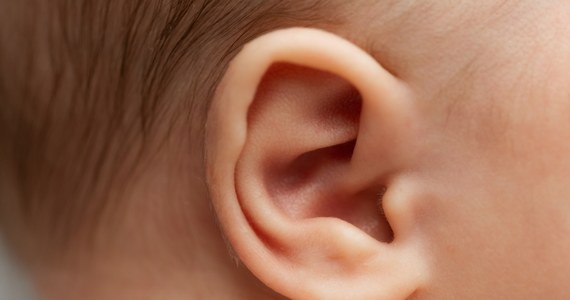 Głucha od urodzenia 18-miesięczna dziewczynka odzyskała całkowicie słuch w wyniku terapii genowej. To pierwszy taki zabieg na świecie. Wykonano go w szpitalu w Cambridge.