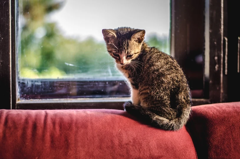 Co czuje kot, gdy zostaje sam w domu? Odpowiedź może zaskoczyć