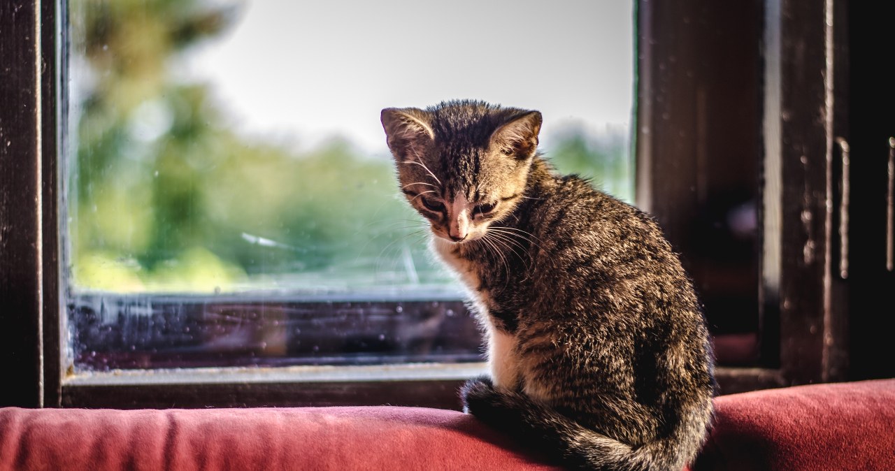 Co czuje kot, gdy zostaje sam w domu? Odpowiedź może zaskoczyć