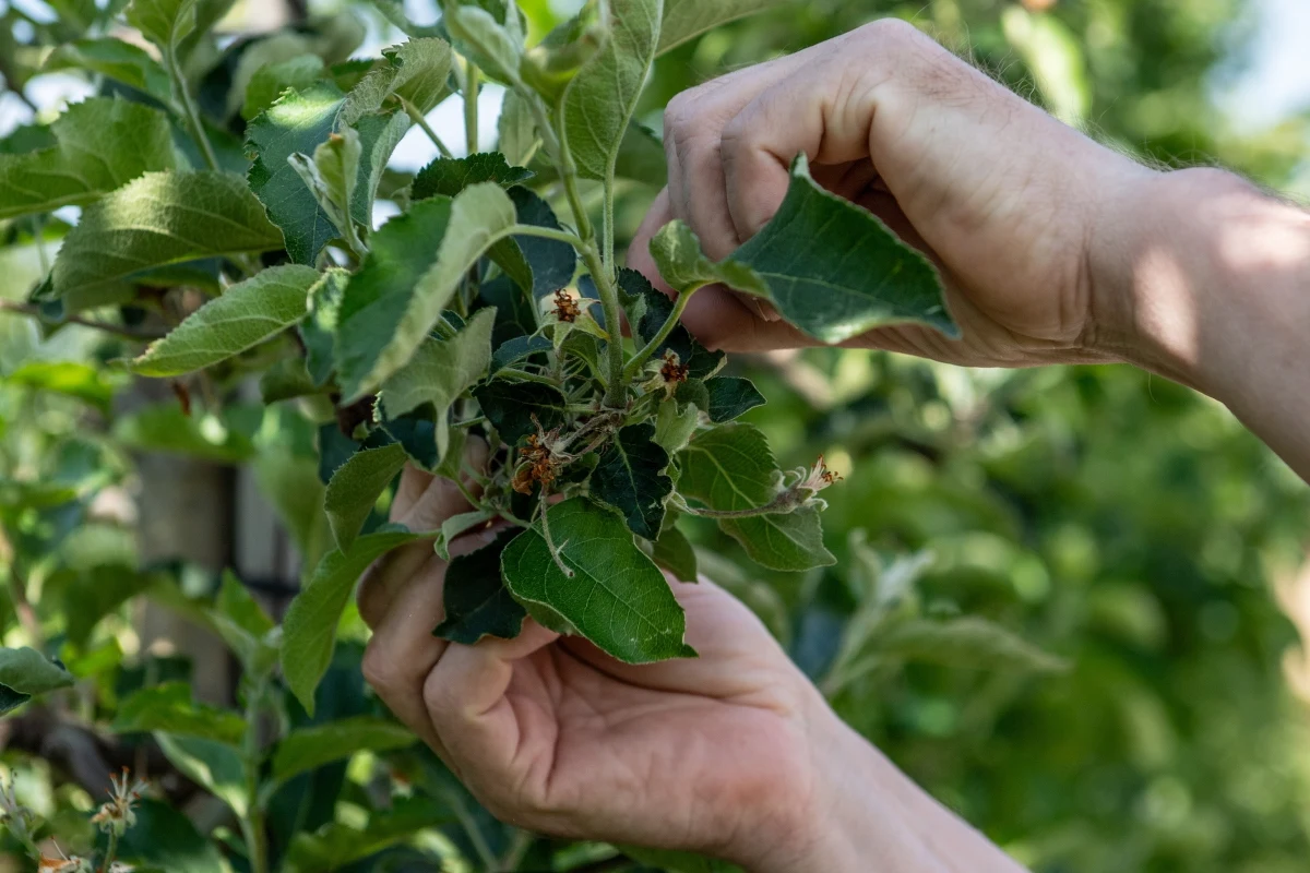 To katastrofa – mówią sadownicy i plantatorzy owoców z woj. lubelskiego, którzy liczą straty po niedawnym, gwałtownym spadku temperatur. "To już nie był przymrozek, ale regularny mróz. Wielu owoców po prostu nie zbierzemy" – ubolewają rolnicy.
