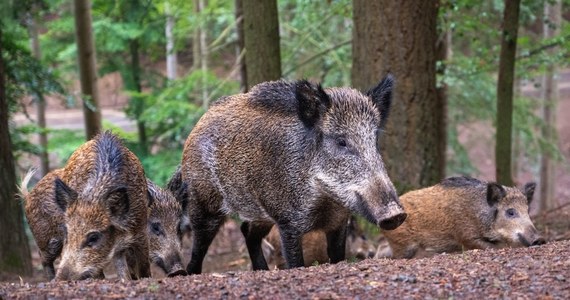 Do 31 maja na terenie Miasta Gdyni odłowionych w celu uśmiercenia zostanie 80 dzików - poinformował w rozporządzeniu Powiatowy Lekarz Weterynarii w Gdyni. Akcja ma zapobiec rozprzestrzenianiu się wirusa ASF (afrykańskiego pomoru świń).