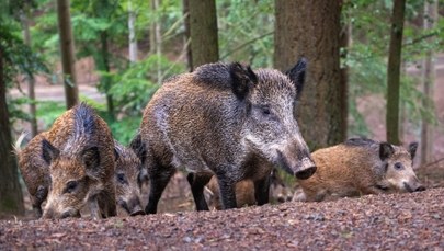 80 dzików będzie odławianych i uśmiercanych w Gdyni. Chodzi o ASF