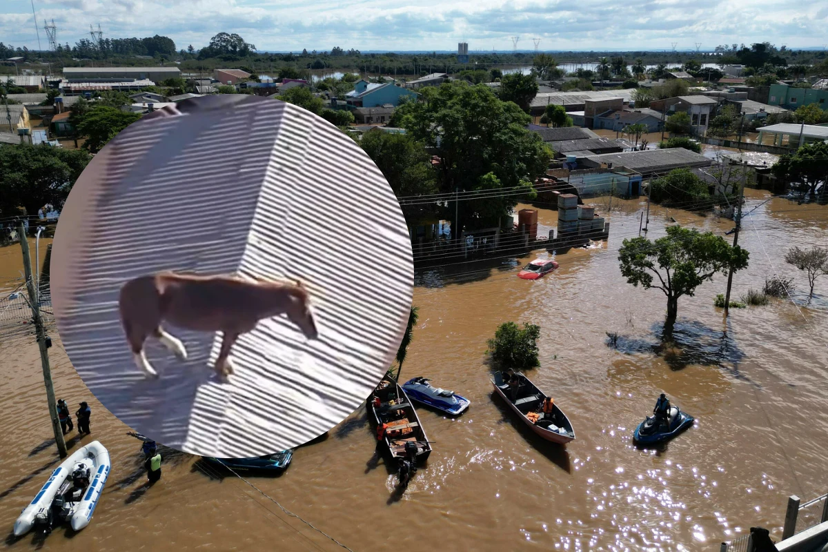Brazylia walczy z ulewnymi deszczami. Bilans śmiertelnych ofiar powodzi w stanie Rio Grande do Sul na południu kraju wzrósł do 107. W mediach pojawiło się nagranie, na którym widać konia, który utknął na dachu. Zwierzę na szczęście udało się uratować.
