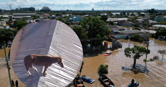Brazylia walczy z ulewnymi deszczami. Bilans śmiertelnych ofiar powodzi w stanie Rio Grande do Sul na południu kraju wzrósł do 107. W mediach pojawiło się nagranie, na którym widać konia, który utknął na dachu. Zwierzę na szczęście udało się uratować.