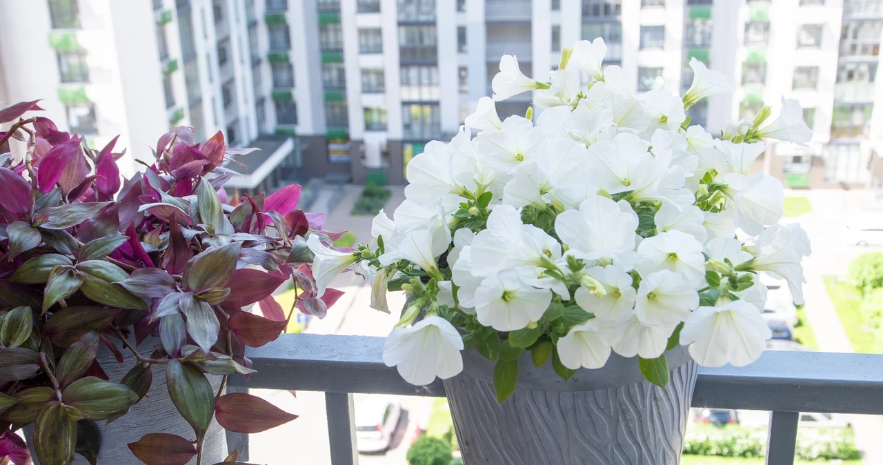  Ratunkowa mikstura dla balkonowych kwiatów. Zastosuj, kiedy widzisz plamy