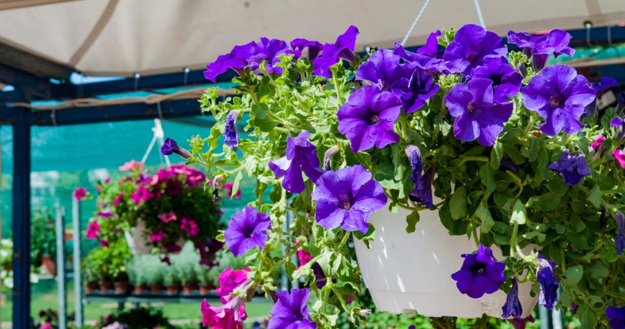 Dla jednych odpad, dla innych najlepszy nawóz. Surfinie kwitną po nim do przymrozków