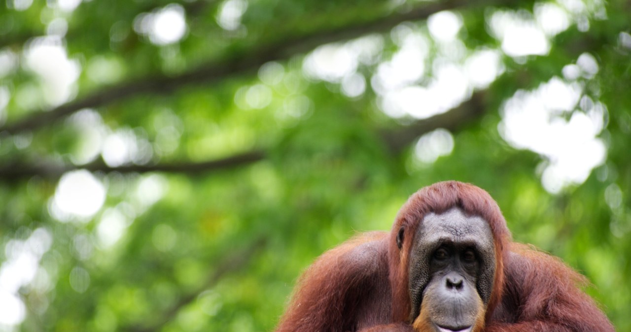 Naukowcy odkrywają: orangutany na Borneo stosują naturalne leki z roślin Naukowcy odkrywają: orangutany na Borneo stosują naturalne leki z roślin