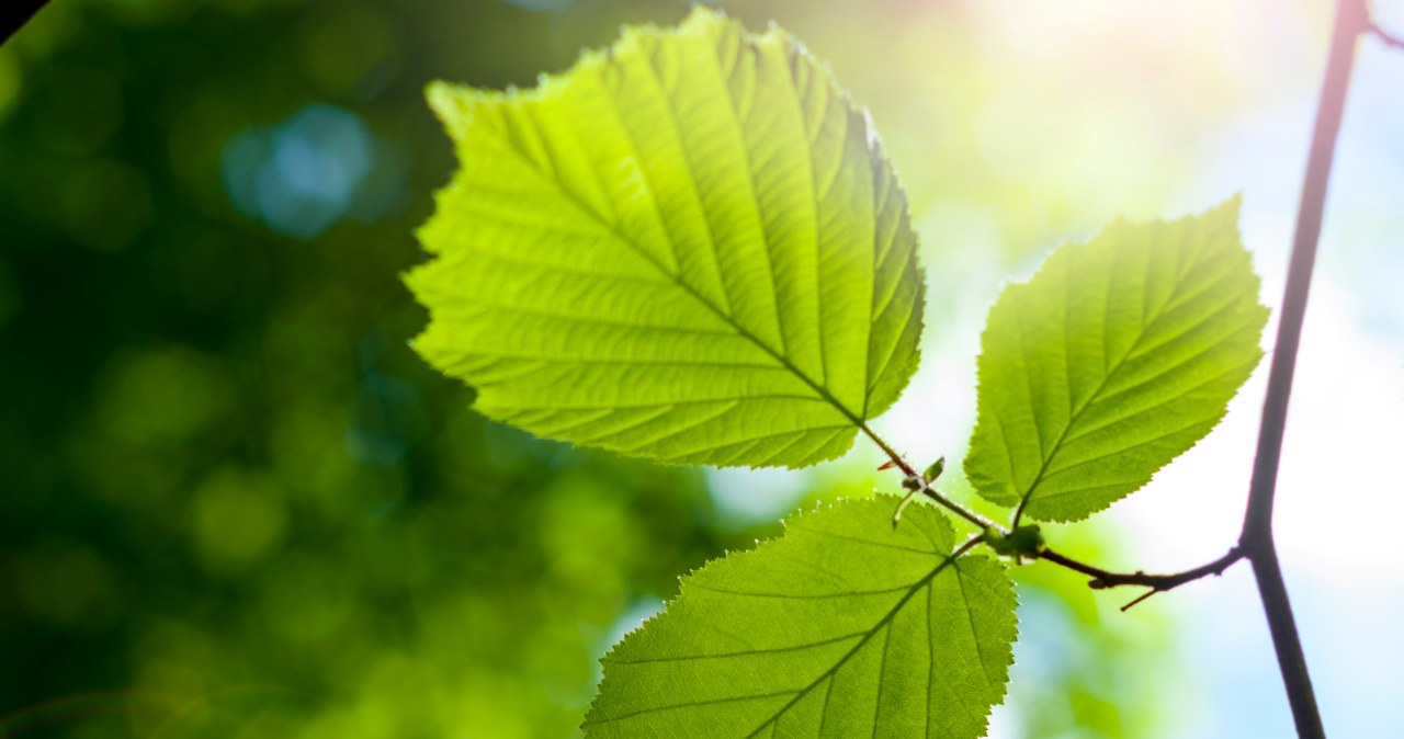 Włącz wiosenny skarb do diety. Jakie adekwatności mają liście młodego buka?