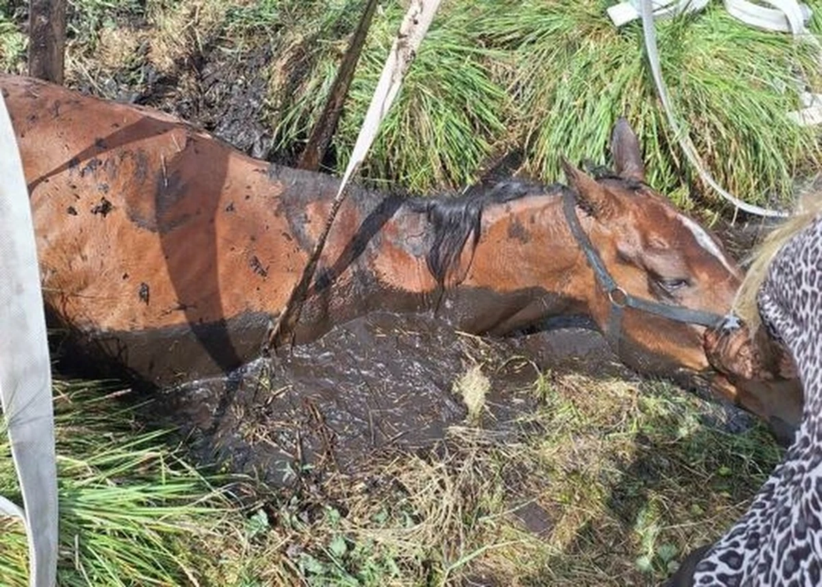 W zachodniopomorskim Wierzchówku koń ugrzązł w bagnie. Właściciele próbowali go wydostać, ale zwierzę udało się uratować dopiero z pomocą strażaków. 