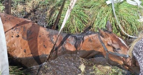 W zachodniopomorskim Wierzchówku koń ugrzązł w bagnie. Właściciele próbowali go wydostać, ale zwierzę udało się uratować dopiero z pomocą strażaków. 
