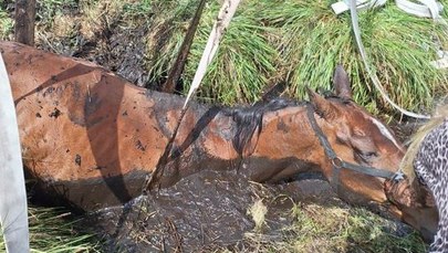 Koń utknął w mokradle. Pomogli strażacy