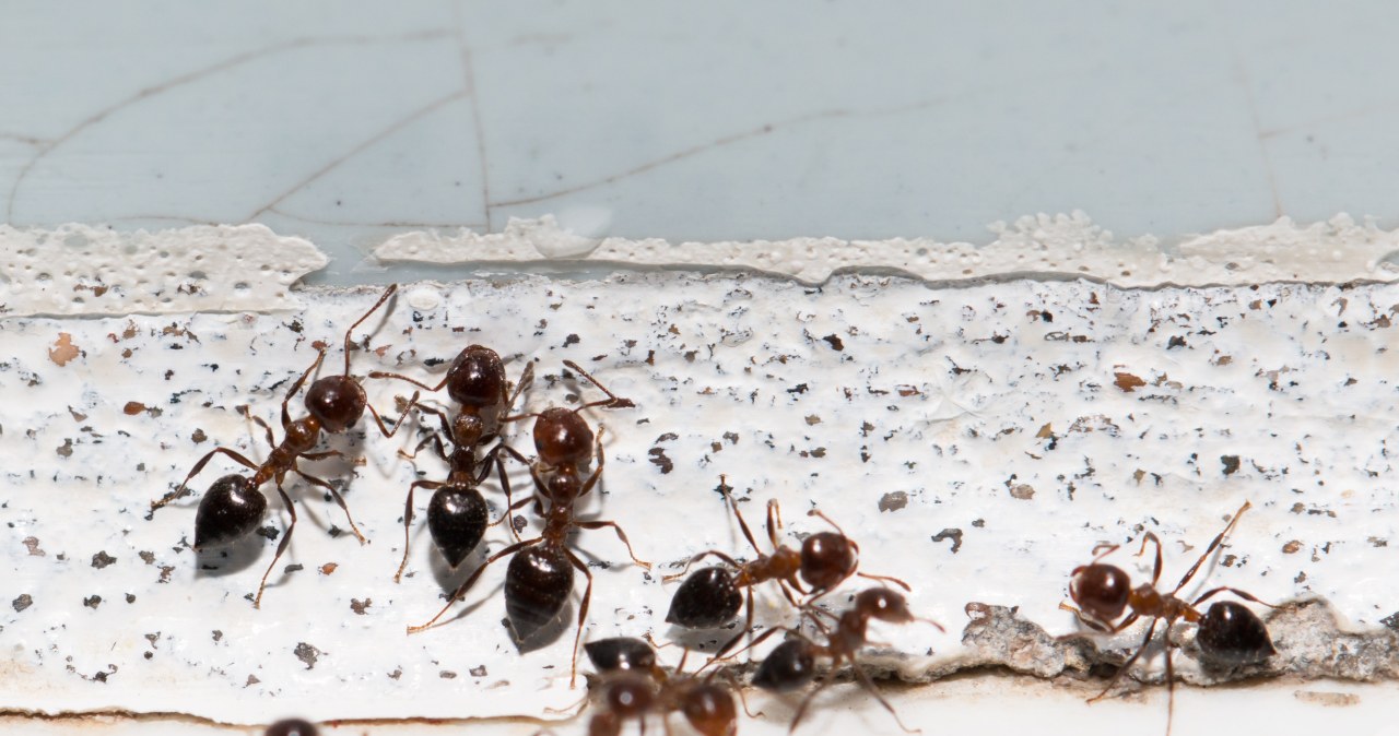 Wiosną posyp tym próg domu. Mrówki nie będą wchodziły do środka
