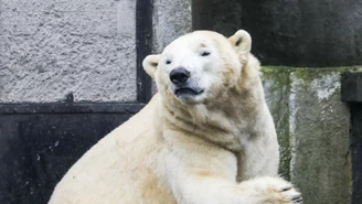 Ostatnie niedźwiedzie polarne opuszczają Polskę. Znalazły nowy dom