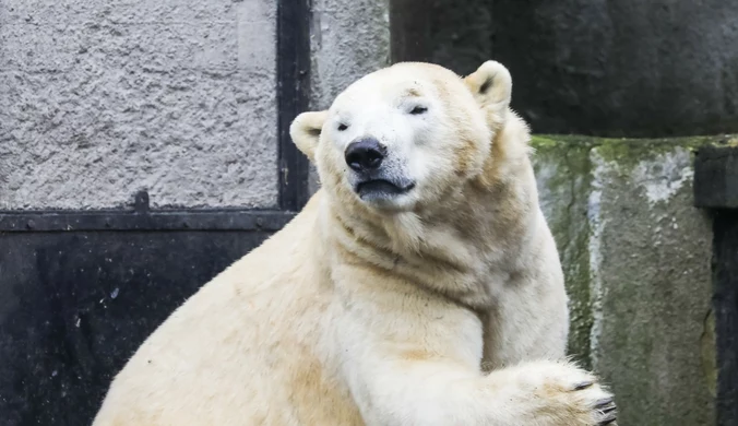 Ostatnie niedźwiedzie polarne opuszczają Polskę. Znalazły nowy dom