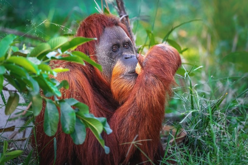 Orangutan Rośliny i zwierzęta - najważniejsze informacje