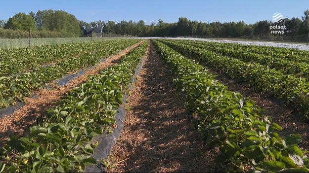 Zimne noce spędziły sen z powiek plantatorom. Przymrozki zniszczyły uprawy truskawek. Straty są ogromne. Liczyć będą je nie tylko właściciele plantacji, ale także my - klienci, którym w tym roku przyjdzie płacić za owoce krocie.Materiał dla "Wydarzeń" przygotowała Agata Gwizdała. 