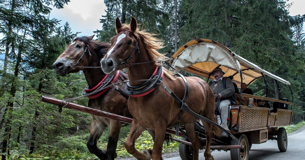  Elektryczne busy nad Morskim Okiem. Transportu konnego nadal nie wycofano