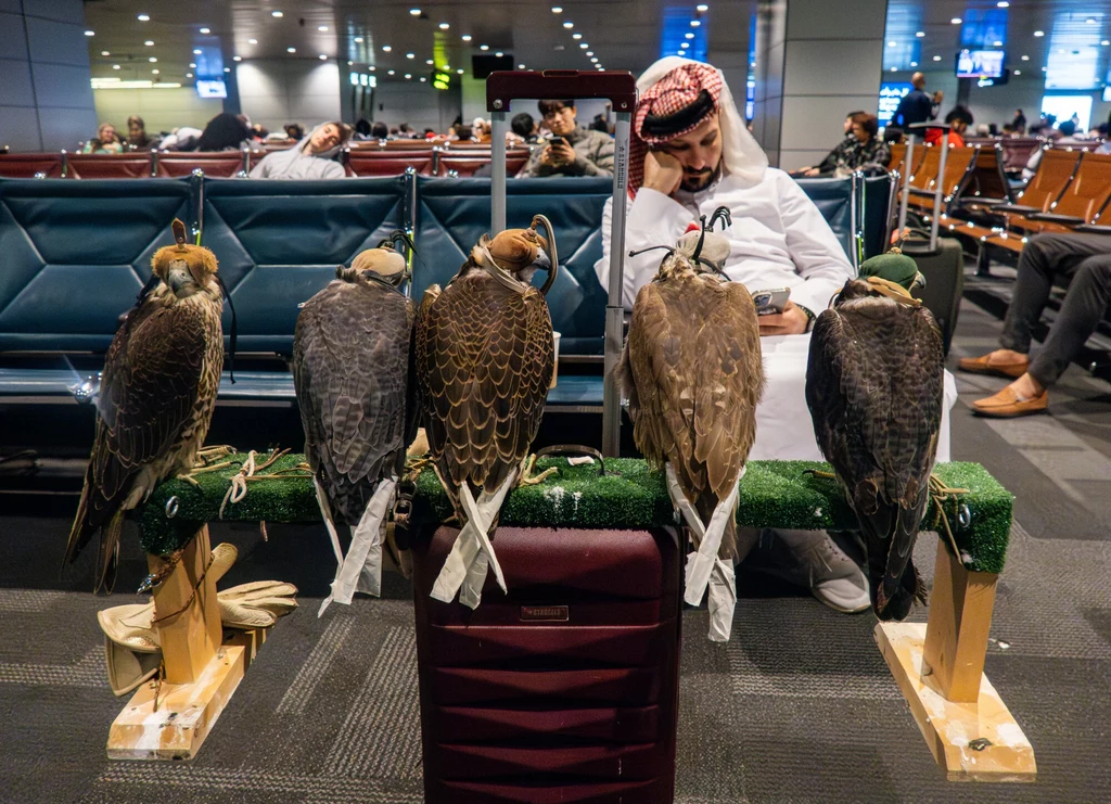 Doha. Lotnisko Hamad International