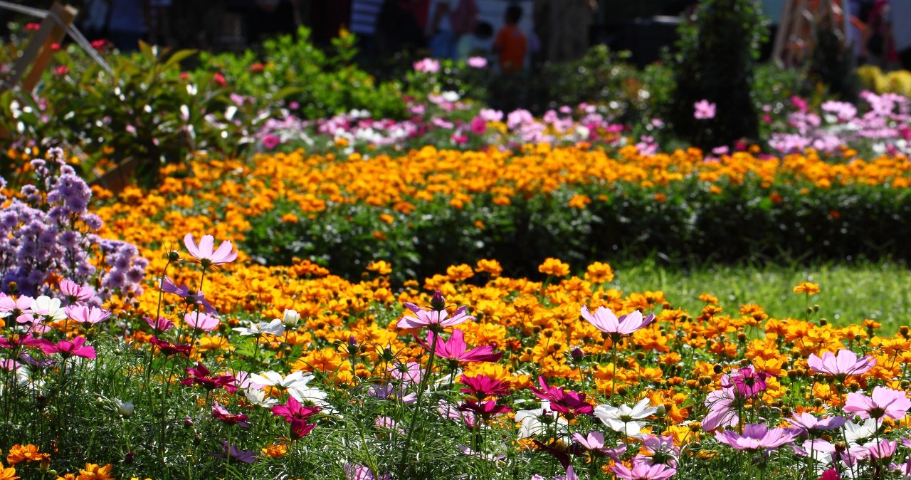 Te kwiaty możesz wysiewać w lipcu. Ogród będzie kolorowy przez całą jesień