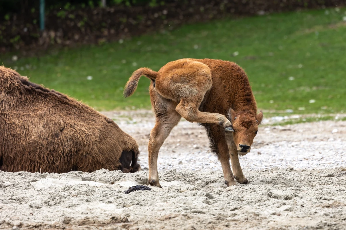 W zagrodzie pokazowej żubrów w Mucznem w Bieszczadach przyszło na świat pierwsze w tym roku żubrzątko - poinformował w poniedziałek rzecznik prasowy Regionalnej Dyrekcji Lasów Państwowych w Krośnie Edward Marszałek.

