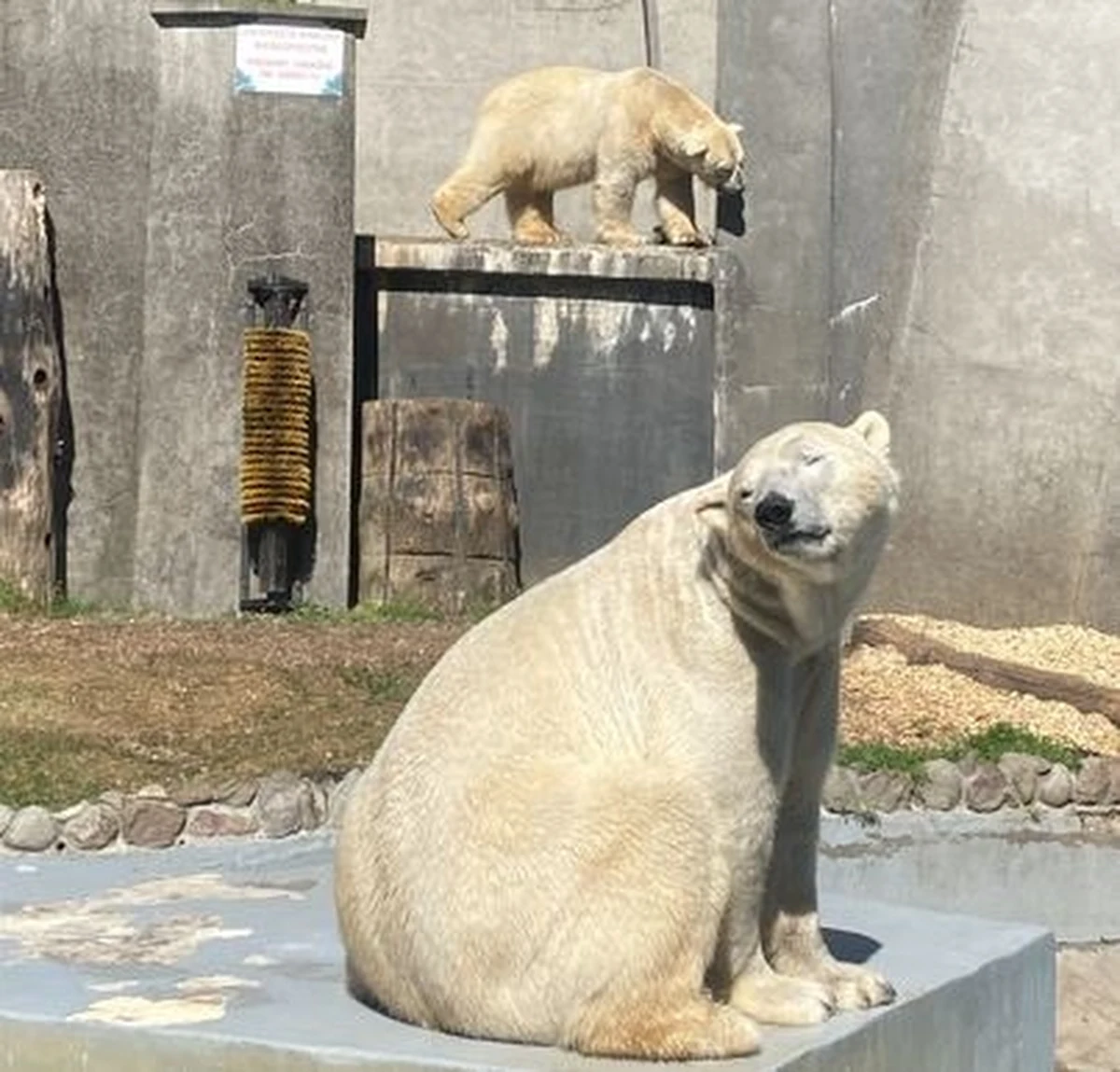 Dla miłośników niedźwiedzi polarnych mamy ważną wiadomość! Dziś ostatnia szansa na spotkanie z tymi wyjątkowymi zwierzętami w warszawskim zoo. Jedyni reprezentanci tego gatunku w Polsce jutro wyruszają z Warszawy do czeskiej Pragi.