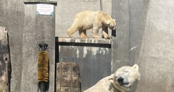 Dla miłośników niedźwiedzi polarnych mamy ważną wiadomość! Dziś ostatnia szansa na spotkanie z tymi wyjątkowymi zwierzętami w warszawskim zoo. Jedyni reprezentanci tego gatunku w Polsce jutro wyruszają z Warszawy do czeskiej Pragi.