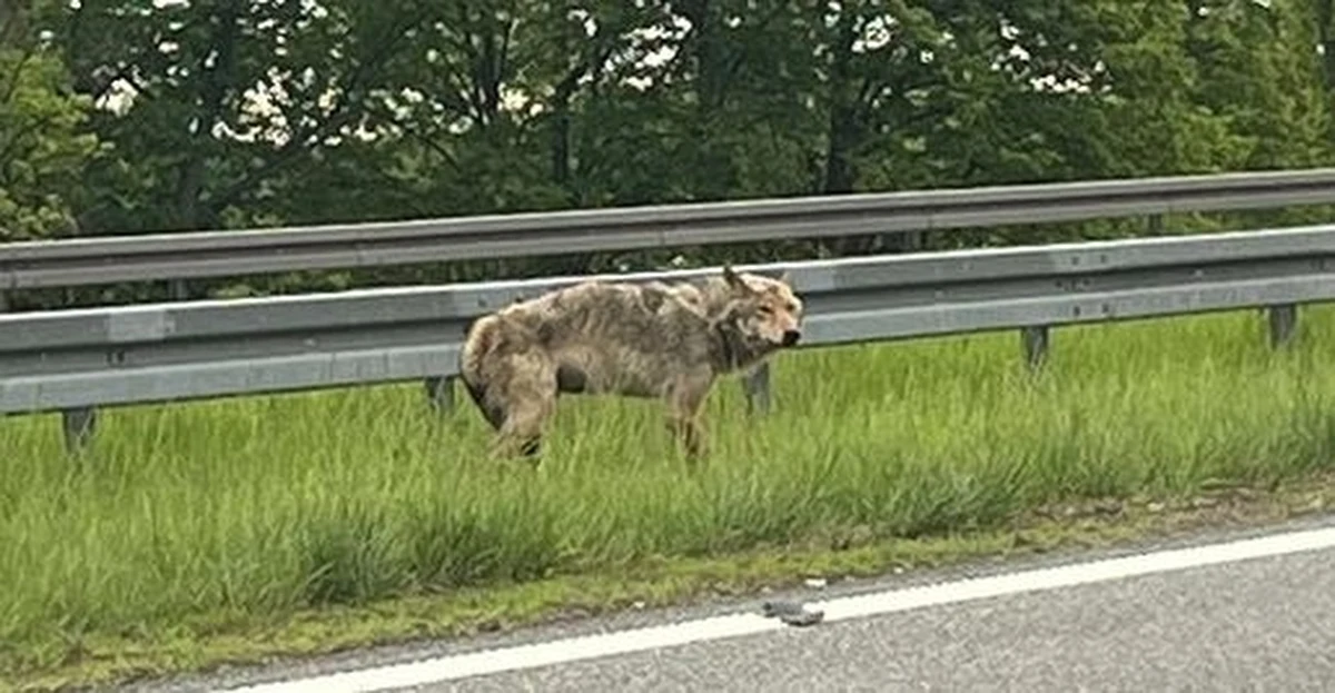 Na drodze ekspresowej S7 w okolicy Małdyt policjanci asystowali przy odłowieniu wilka potrąconego przez samochód. Zwierzę trafiło do ośrodka rehabilitacji zwierząt.
