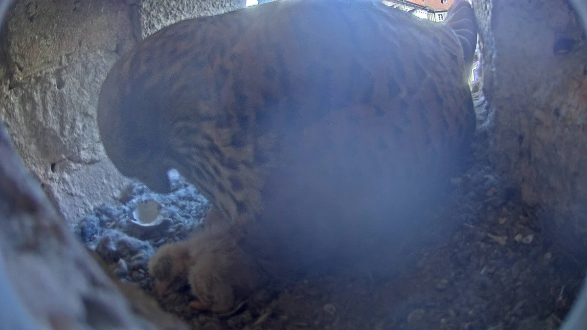 Dwa pisklęta wykluły się dziś rano w gnieździe pustułek, które żyją we wnęce budynku Urzędu Miasta w Szczecnie. Na świat powinny przyjść jeszcze cztery młode, bo samica złożyła sześć jaj.