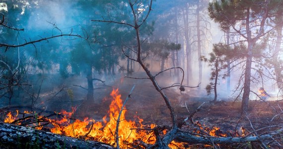 ​W związku z wysoką temperaturą i brakiem opadów deszczu obniżyła się wilgotność ściółki w lasach, co oznacza duże ryzyko pożarowe lasów - poinformowało we wtorek Laboratorium Ochrony Przeciwpożarowej Lasu Instytutu Badawczego Leśnictwa.
