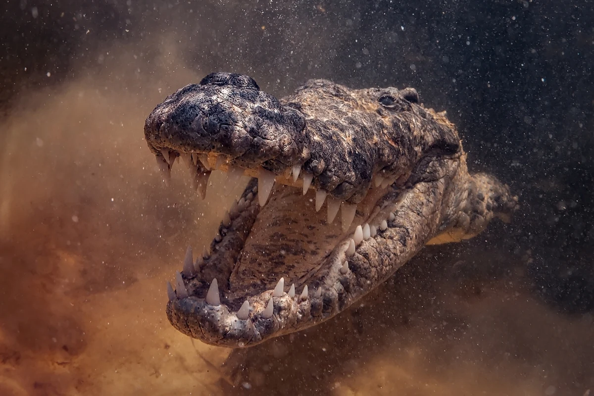 Kobieta, która uratowała swoją siostrę bliźniaczkę, uderzając krokodyla pięścią, otrzyma z rąk Karola III Królewski Medal za Odwagę. Georgia Laurie wielokrotnie trafiła gada w pysk, gdy ten zaatakował jej siostrę Melissę.